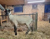 Trächtige Aue zu verkaufen, BFS x Bündner Oberländer