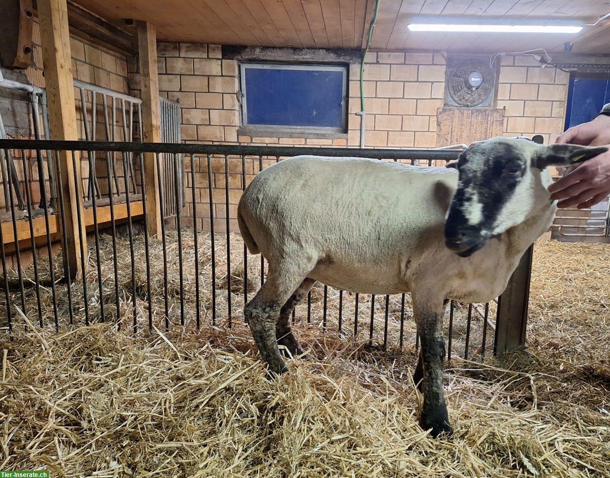 Bild 2: Trächtige Aue zu verkaufen, BFS x Bündner Oberländer