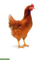 Legehennen, Hühner laufend zu verkaufen