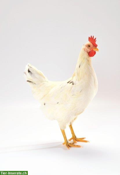 Bild 2: Legehennen, Hühner laufend zu verkaufen