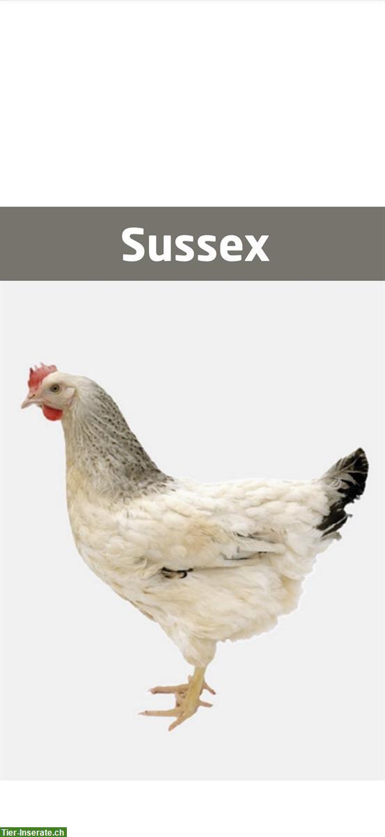 Bild 3: Legehennen, Hühner laufend zu verkaufen