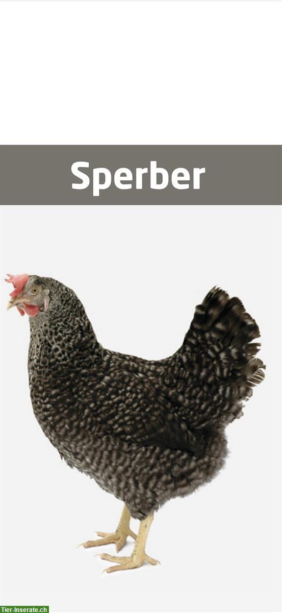 Bild 4: Legehennen, Hühner laufend zu verkaufen