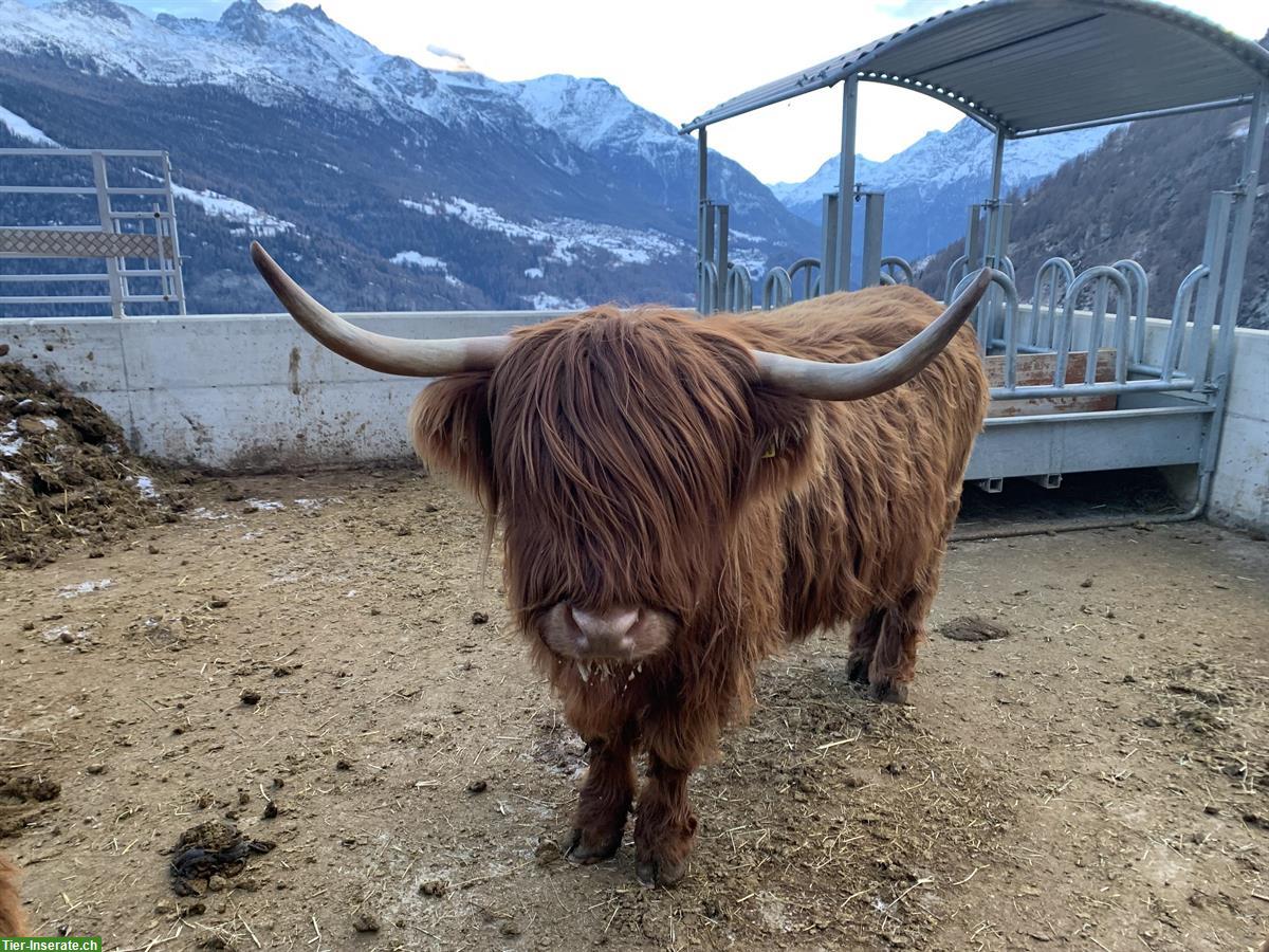 Schottische Hochlandrinder zu verkaufen