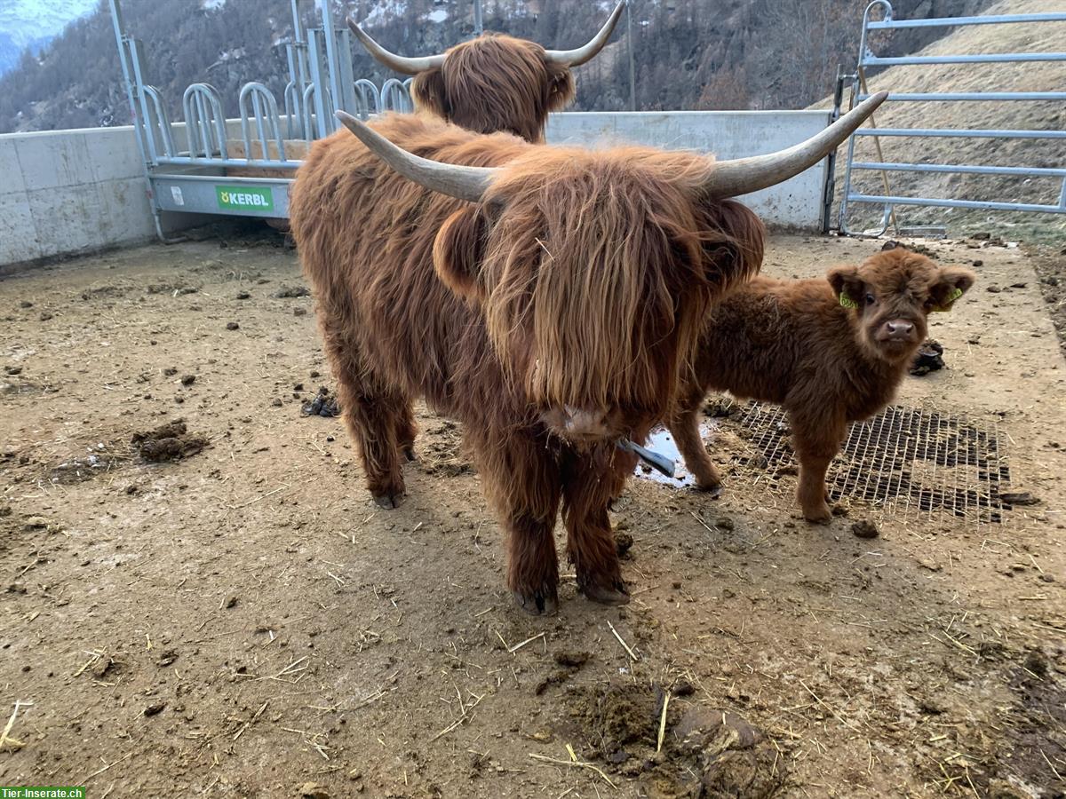 Bild 2: Schottische Hochlandrinder zu verkaufen