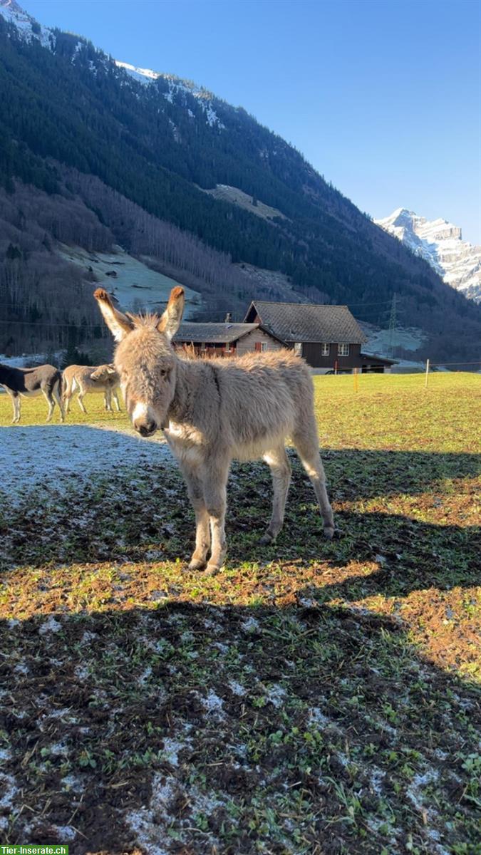 Esel Hengst Charlie sucht neues Zuhause!