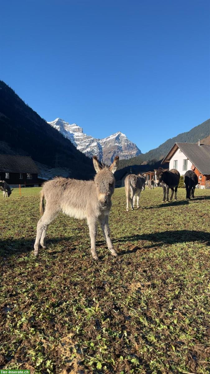 Bild 2: Esel Hengst Charlie sucht neues Zuhause!