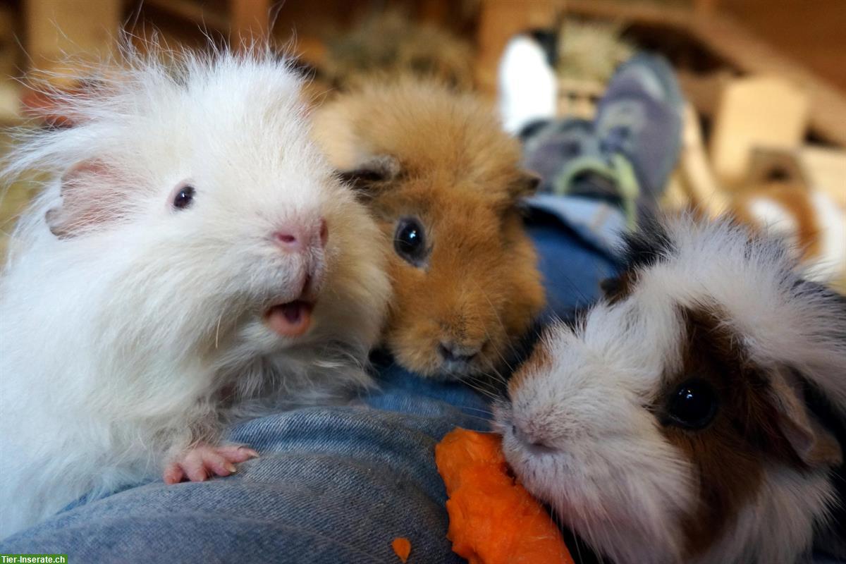 Bieten schönen Platz für Meerschweinchen-Dame, Innenhaltung