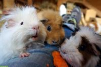 Bieten schönen Platz für Meerschweinchen-Dame, Innenhaltung