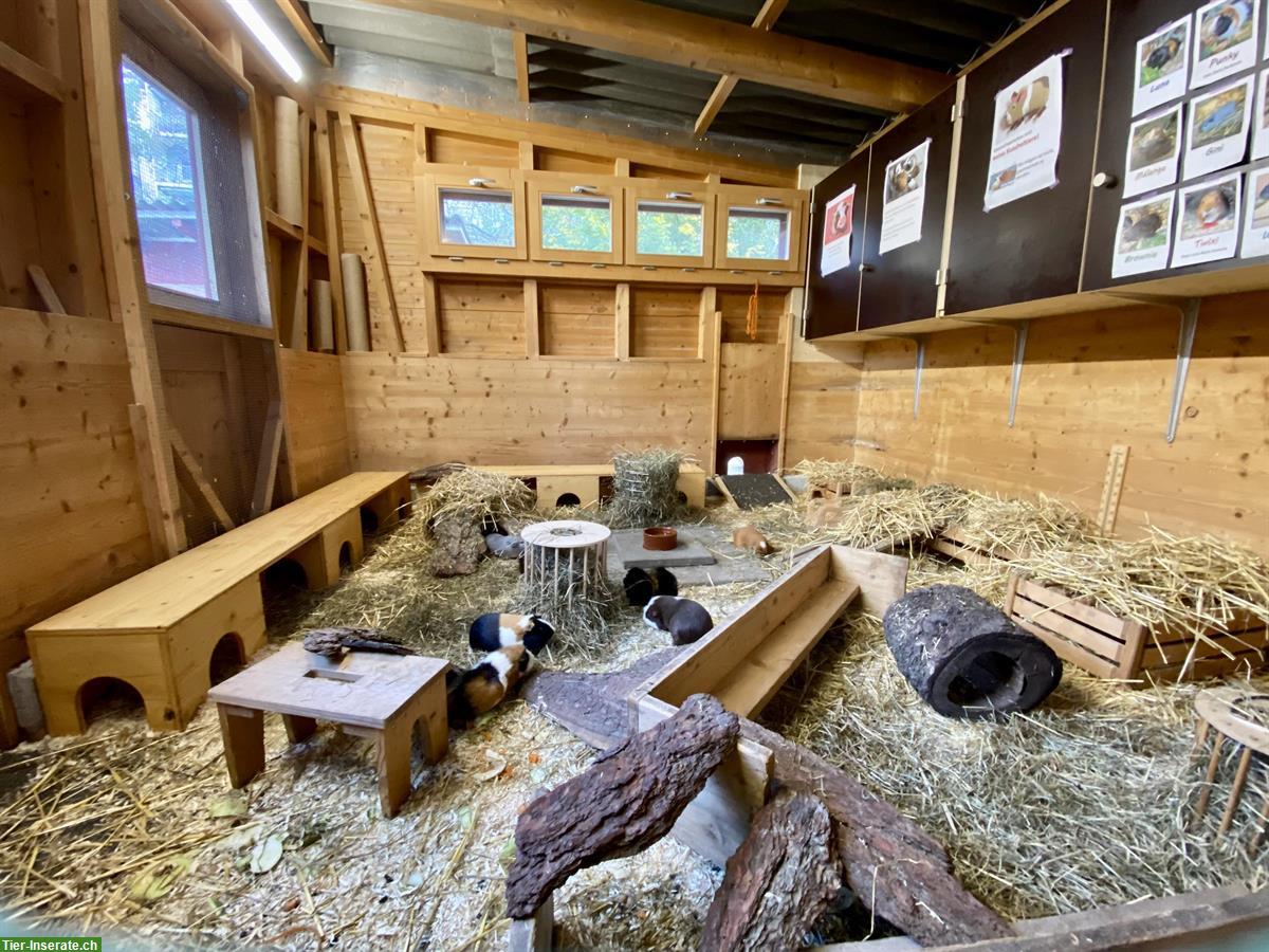 Bild 2: Bieten schönen Platz für Meerschweinchen-Dame, Innenhaltung