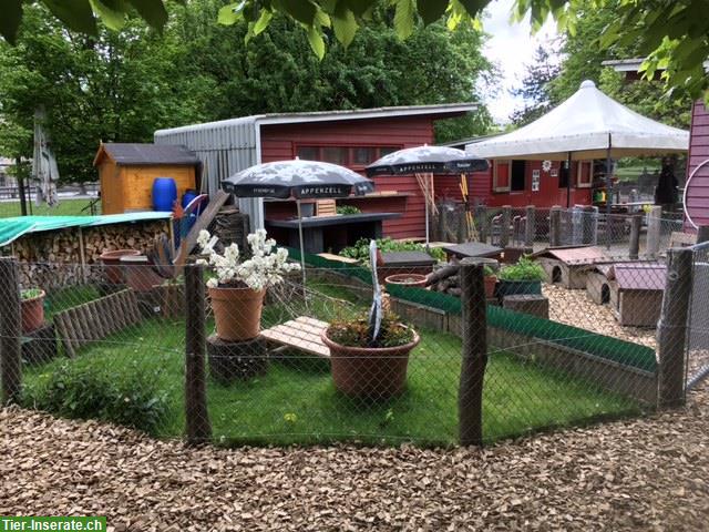 Bild 3: Bieten schönen Platz für Meerschweinchen-Dame, Innenhaltung