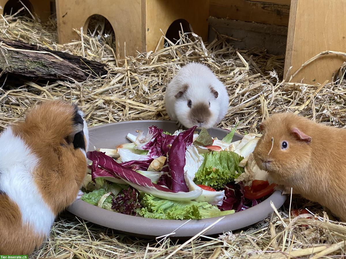 Bild 4: Bieten schönen Platz für Meerschweinchen-Dame, Innenhaltung