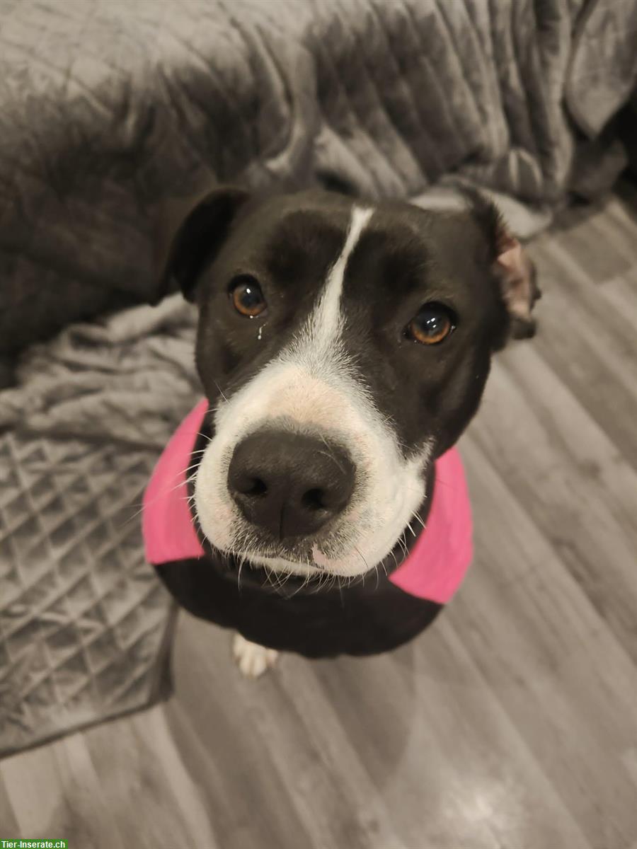 Hündin Kida ... das Gewissen der osteuropäischen Hunde Verwahrlosung