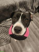 Hündin Kida ... das Gewissen der osteuropäischen Hunde Verwahrlosung