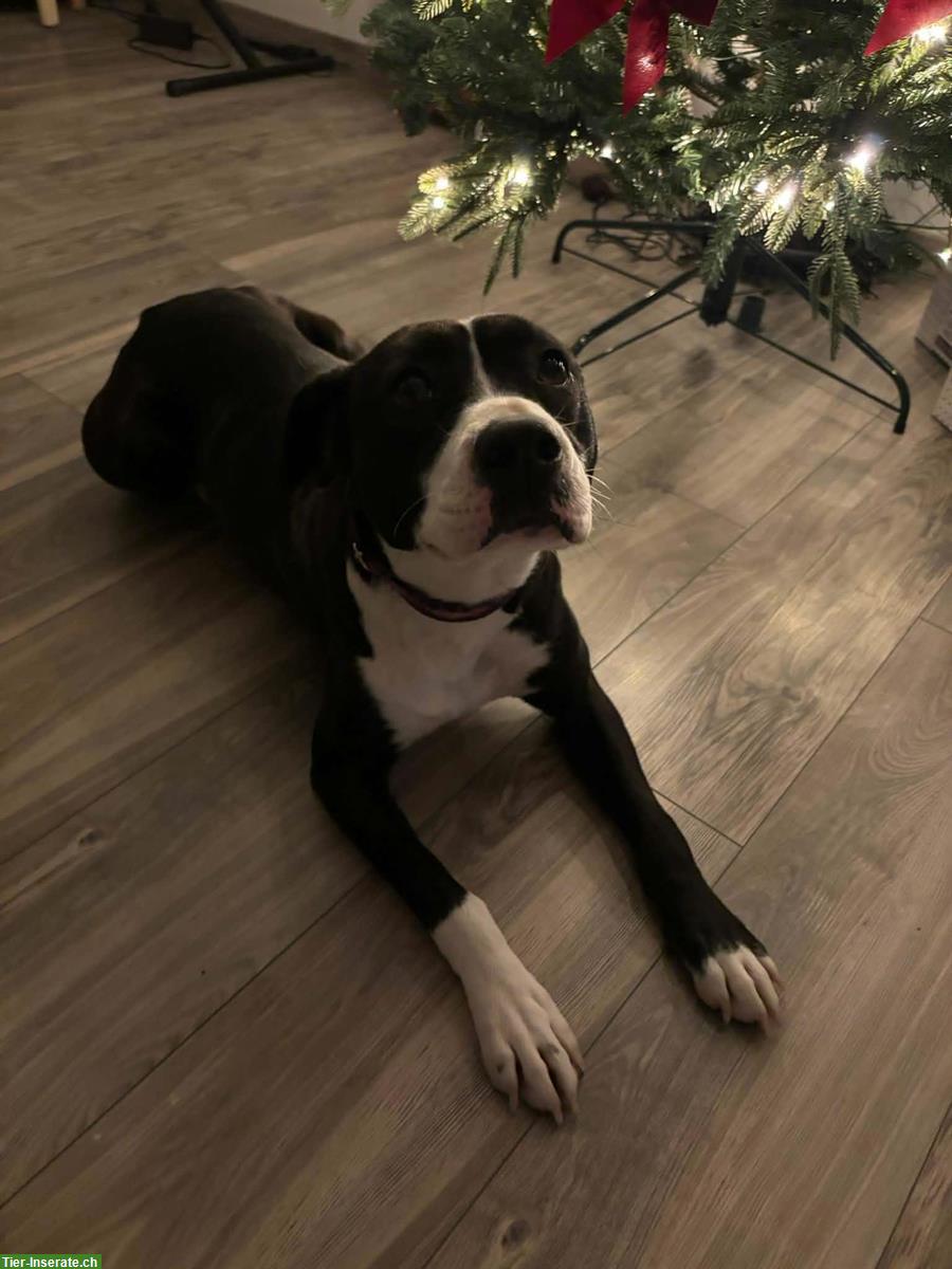 Bild 2: Hündin Kida ... das Gewissen der osteuropäischen Hunde Verwahrlosung