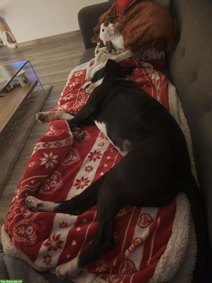 Bild 3: Hündin Kida ... das Gewissen der osteuropäischen Hunde Verwahrlosung