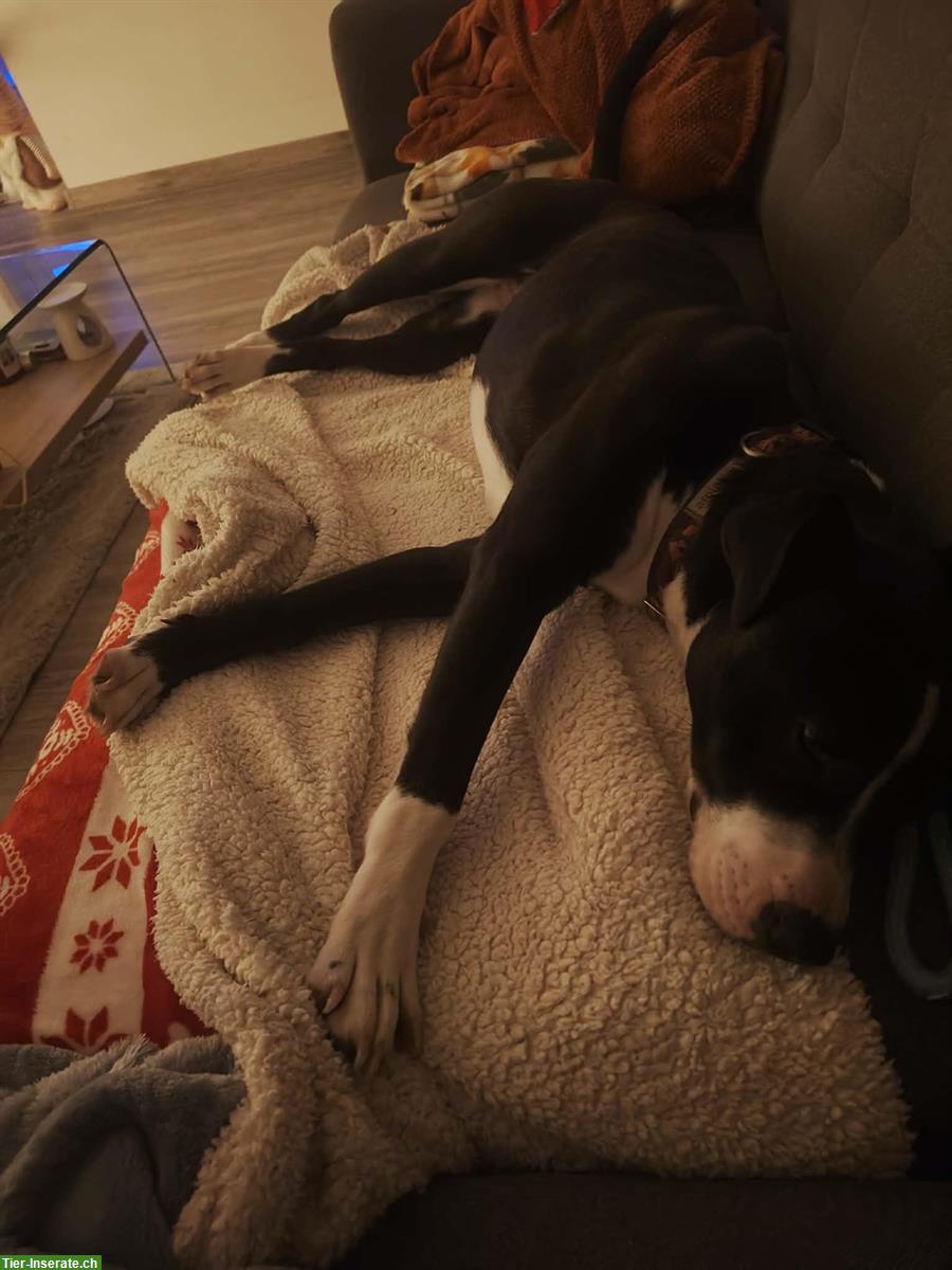 Bild 4: Hündin Kida ... das Gewissen der osteuropäischen Hunde Verwahrlosung