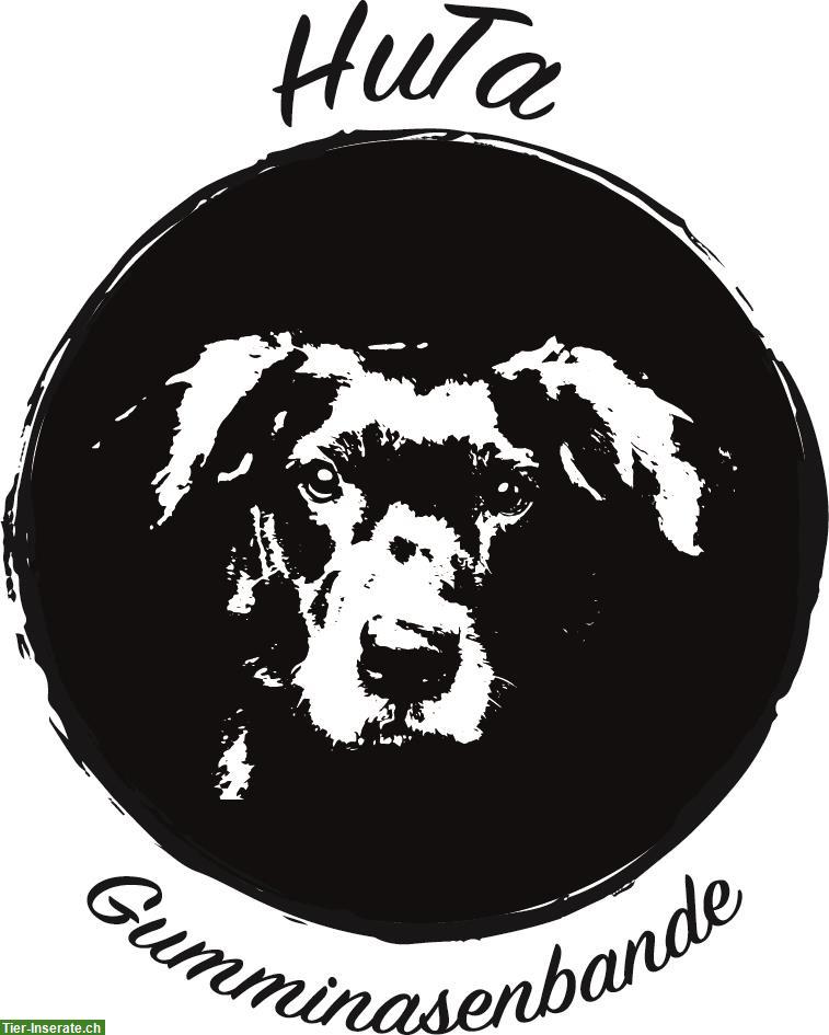 Hundebetreuung Stadt Winterthur: Freie Betreuungsplätze