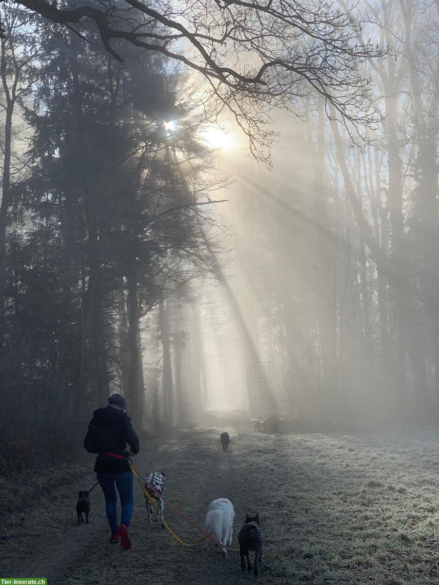 Bild 2: Hundebetreuung Stadt Winterthur: Freie Betreuungsplätze