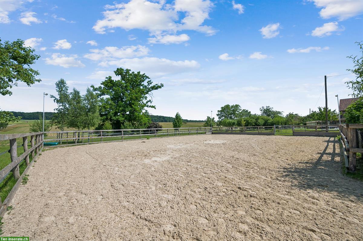 Bild 6: Kernsanierte Reitsportimmobilie für private Pferdehaltung in Montignez