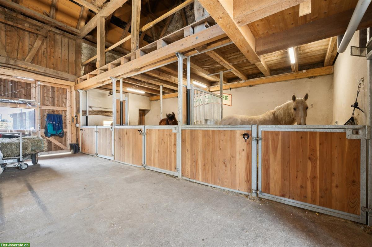 Bild 7: Kernsanierte Reitsportimmobilie für private Pferdehaltung in Montignez