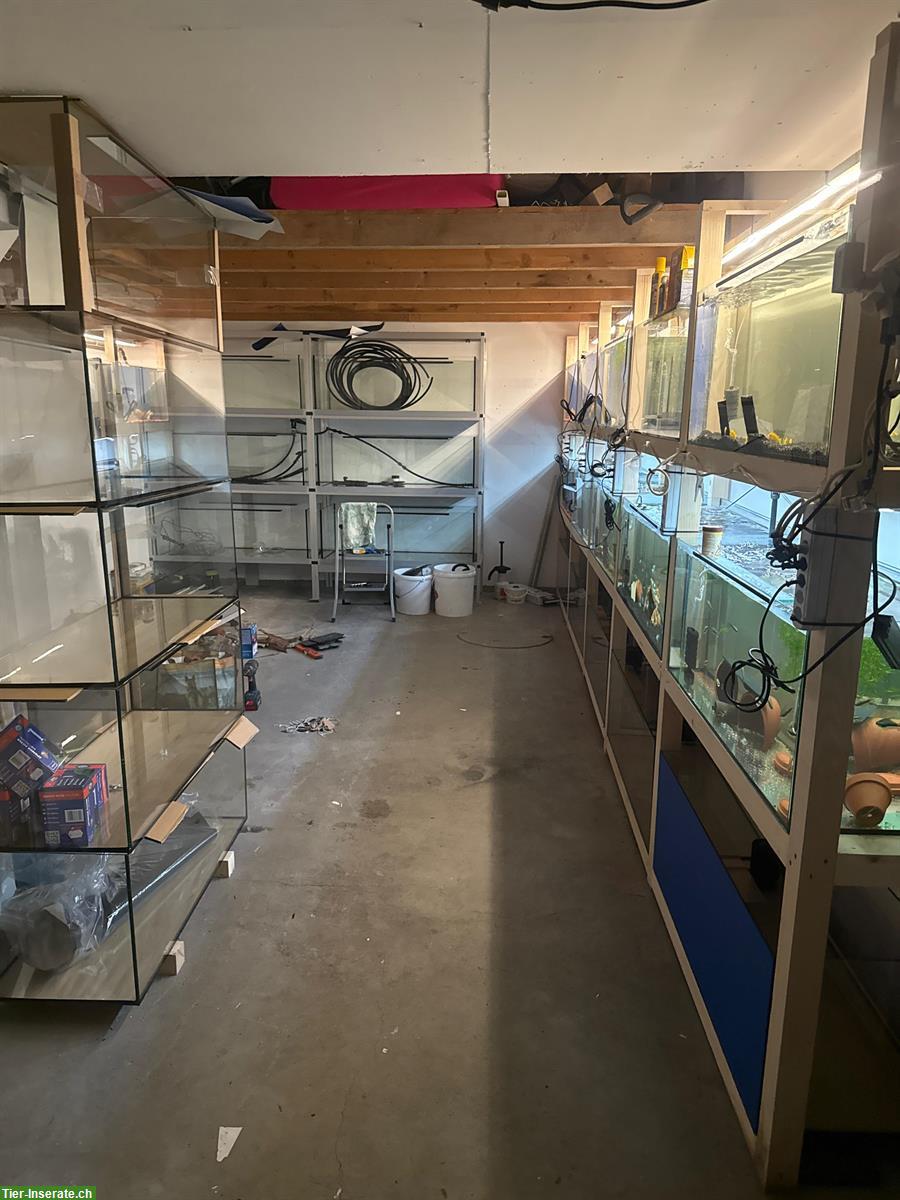 Bild 2: Aquarium Zuchtwand NEU zu verkaufen