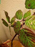 Phyllium letiranti - wandelnde Blätter aus eigener Nachzucht