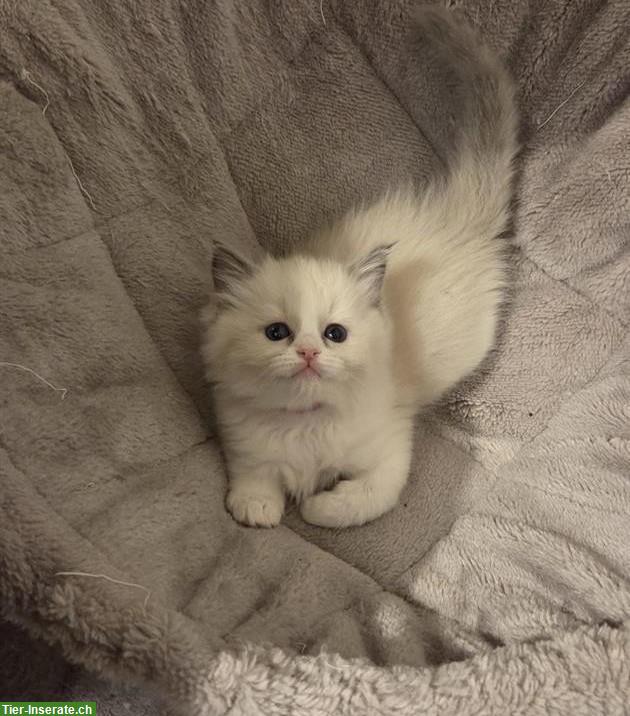 Ragdoll Kitten Blue Bicolour