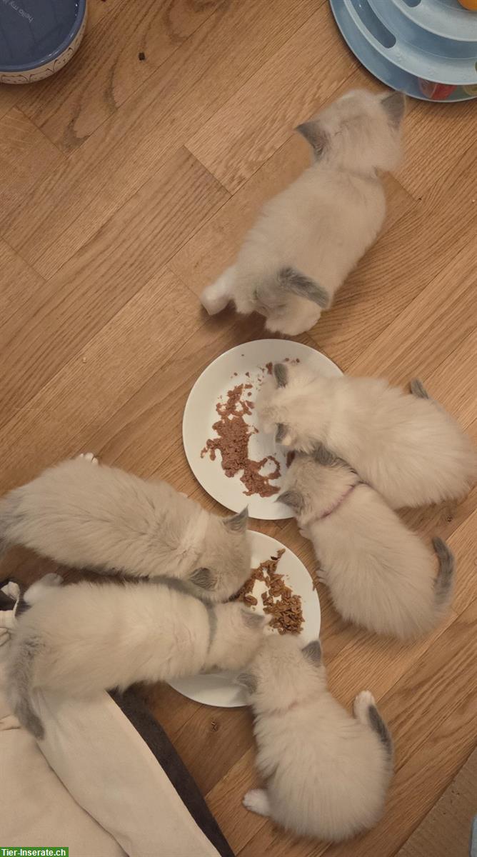 Bild 2: Ragdoll Kitten Blue Bicolour