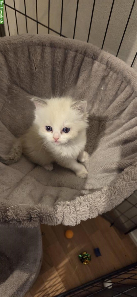 Bild 3: Ragdoll Kitten Blue Bicolour
