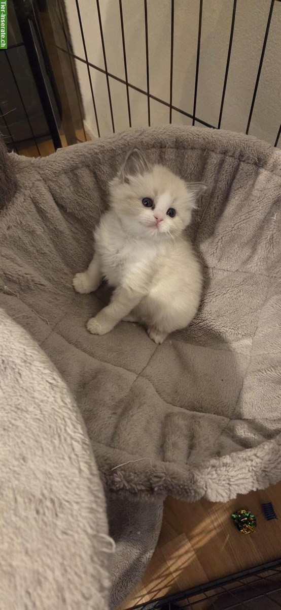 Bild 4: Ragdoll Kitten Blue Bicolour