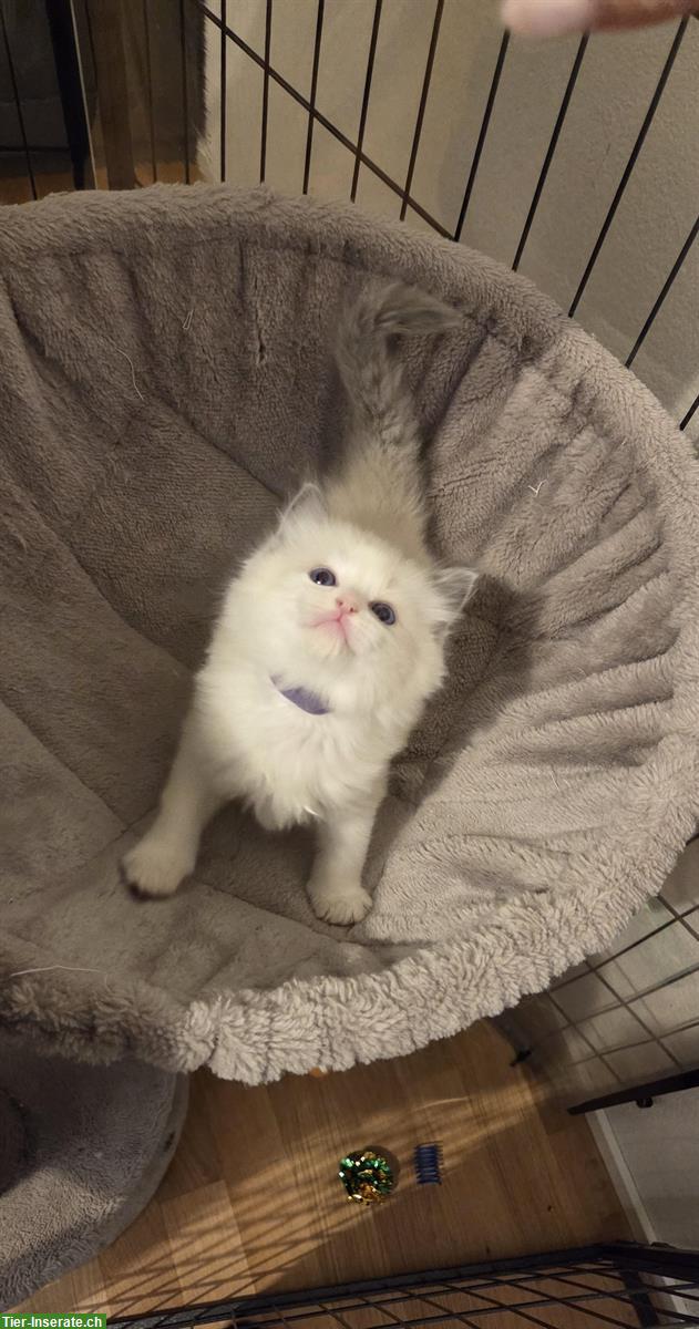 Bild 5: Ragdoll Kitten Blue Bicolour