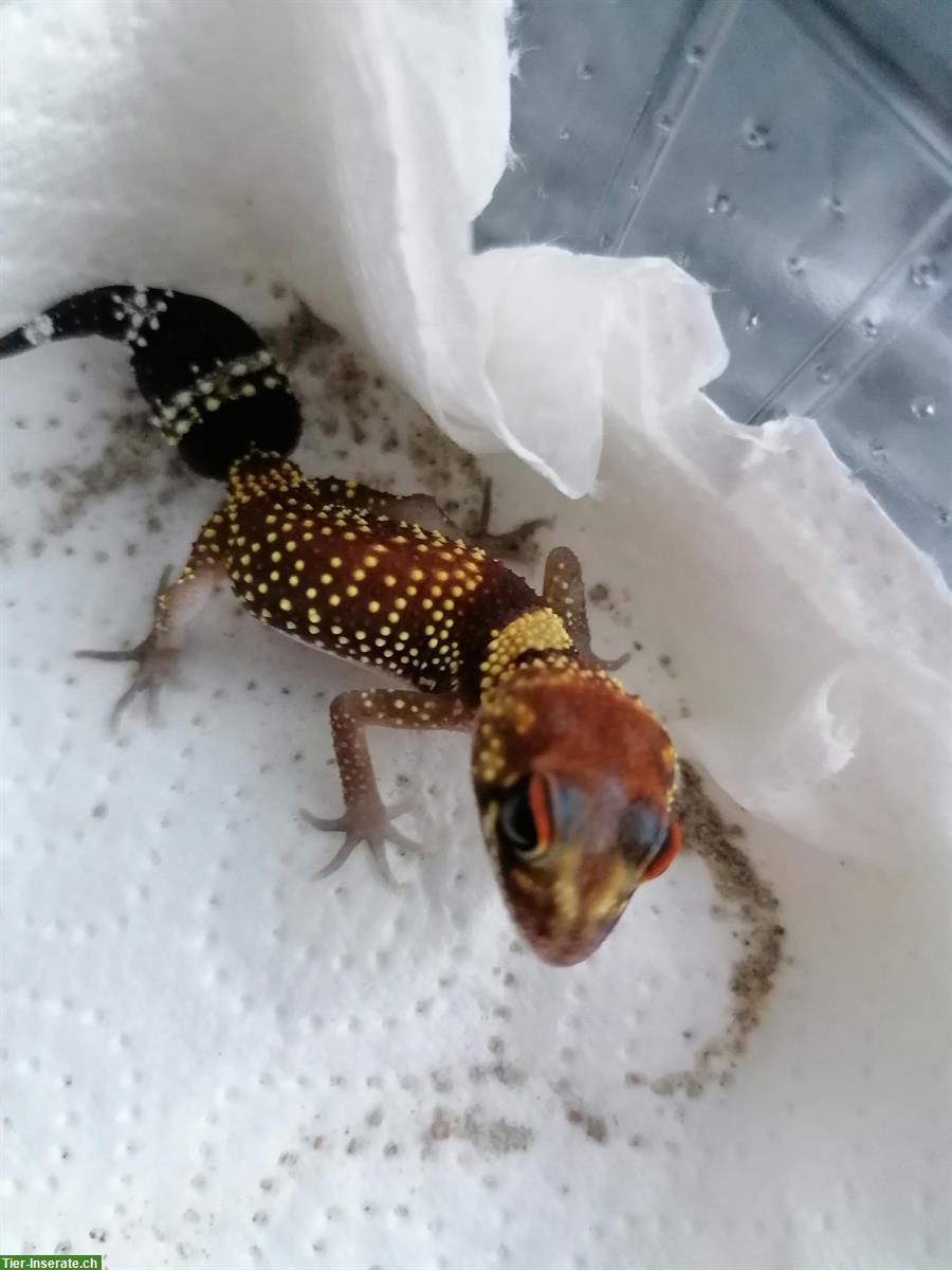 Nephrurus milii gesucht