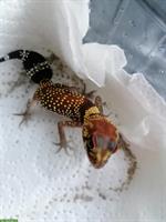 Nephrurus milii gesucht