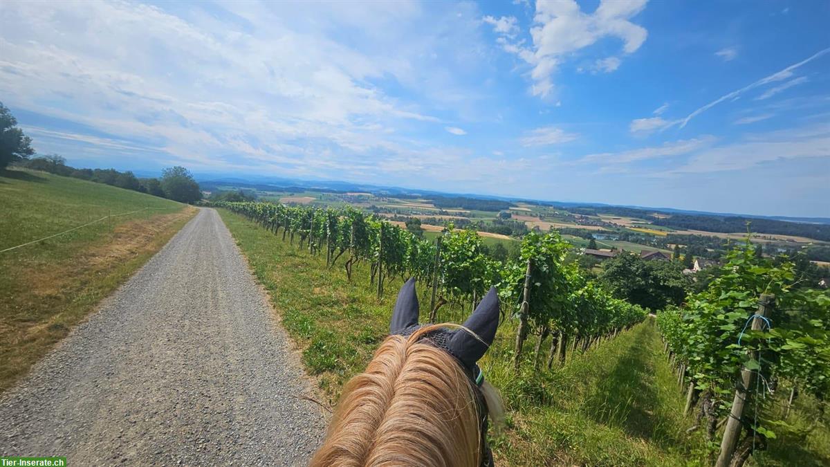 Bild 2: Junger Cruzado-Mix Freizeitwallach sucht neues Zuhause