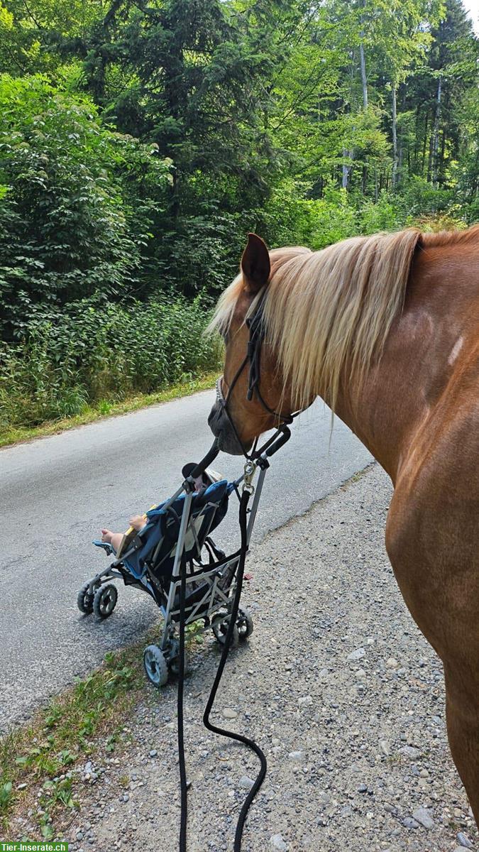 Bild 3: Junger Cruzado-Mix Freizeitwallach sucht neues Zuhause