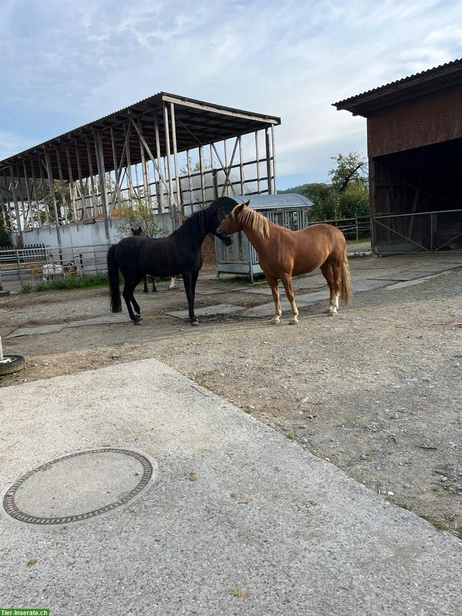 Bild 4: Junger Cruzado-Mix Freizeitwallach sucht neues Zuhause