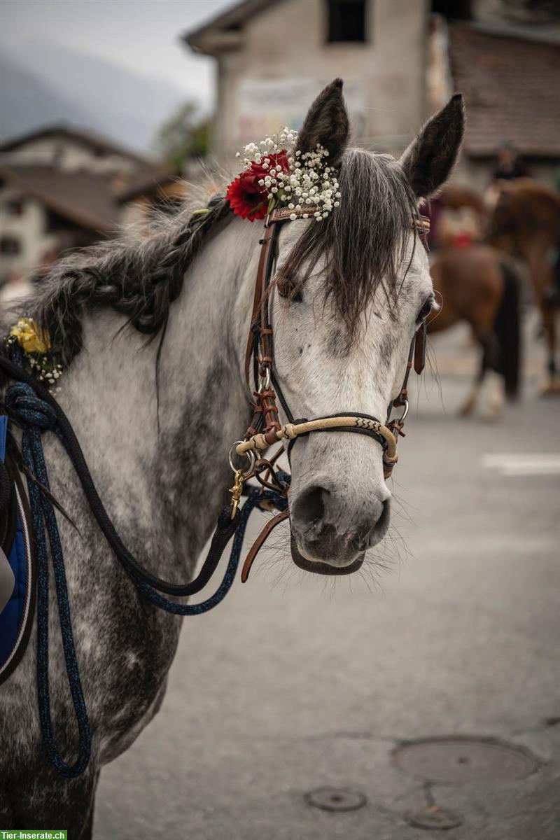 Liebevolle Vollblutaraber Stute, Freizeitpferd