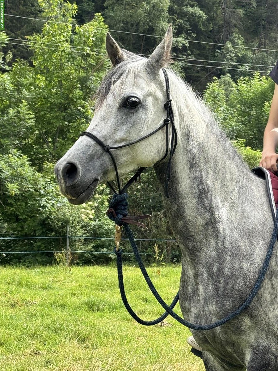 Bild 2: Liebevolle Vollblutaraber Stute, Freizeitpferd