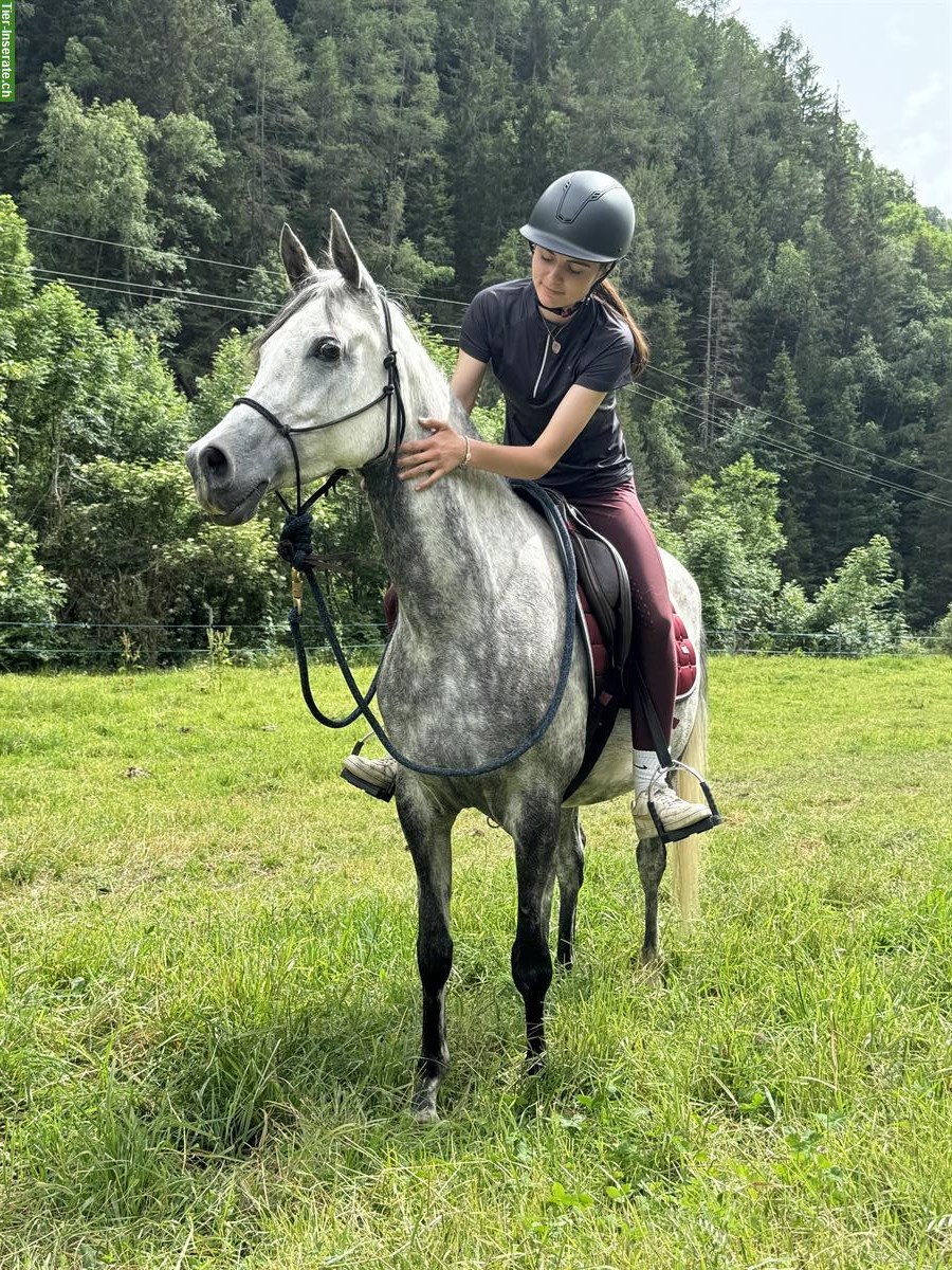 Bild 3: Liebevolle Vollblutaraber Stute, Freizeitpferd