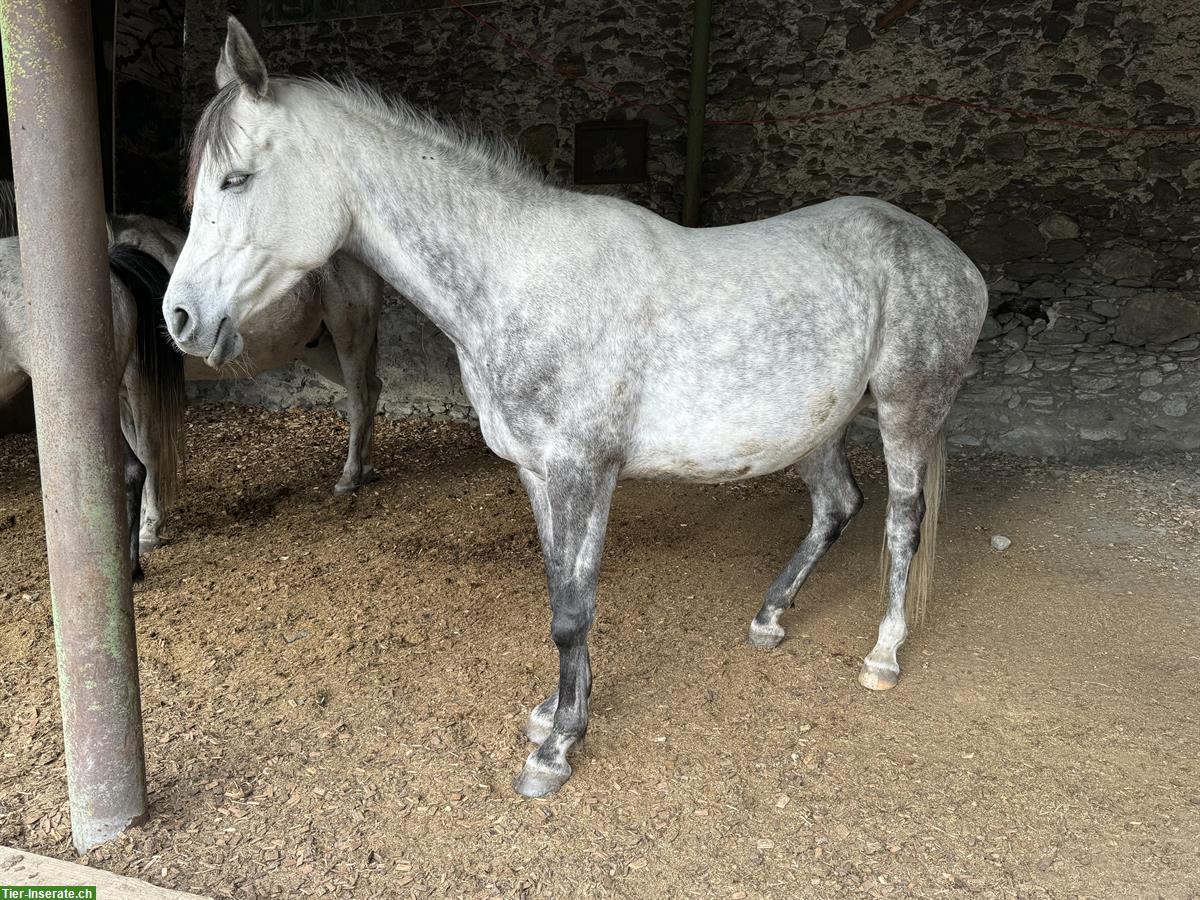Bild 4: Liebevolle Vollblutaraber Stute, Freizeitpferd