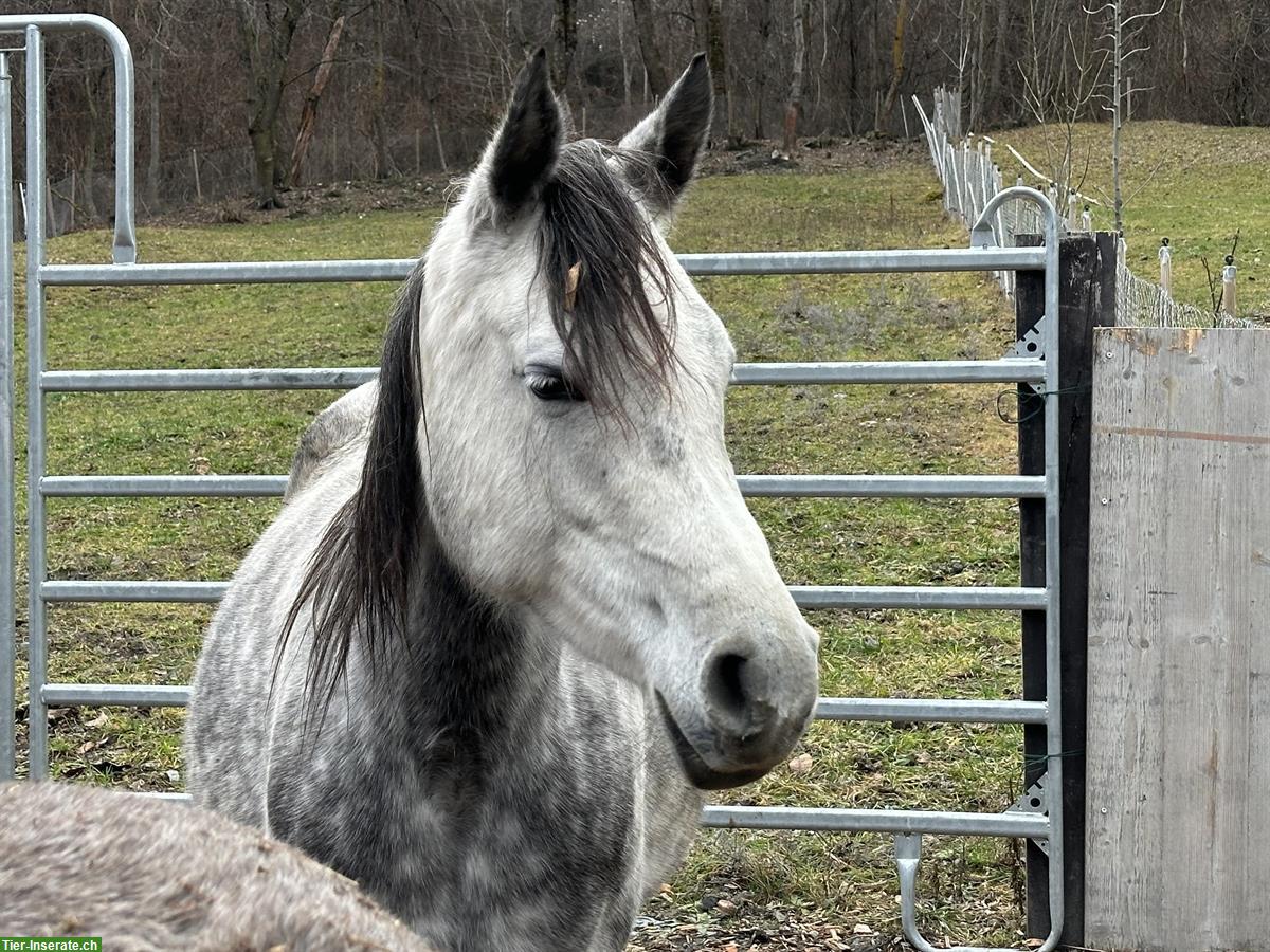 Bild 5: Liebevolle Vollblutaraber Stute, Freizeitpferd