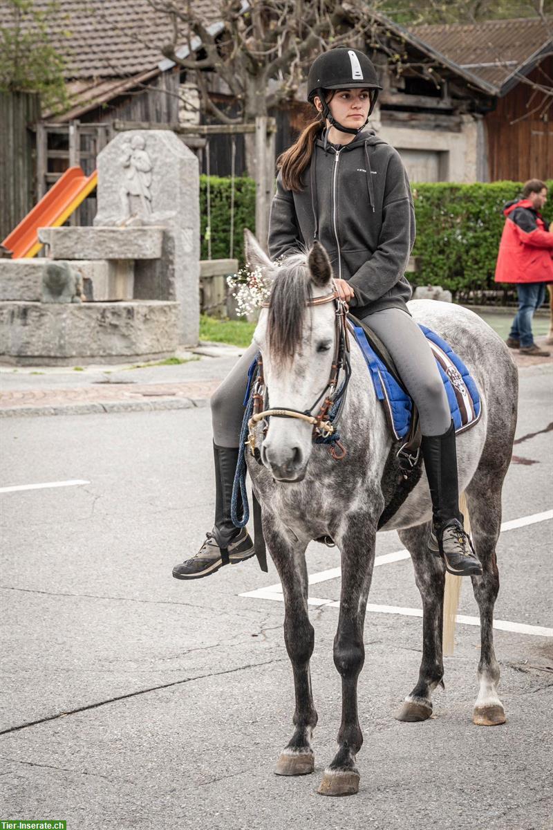 Bild 6: Liebevolle Vollblutaraber Stute, Freizeitpferd
