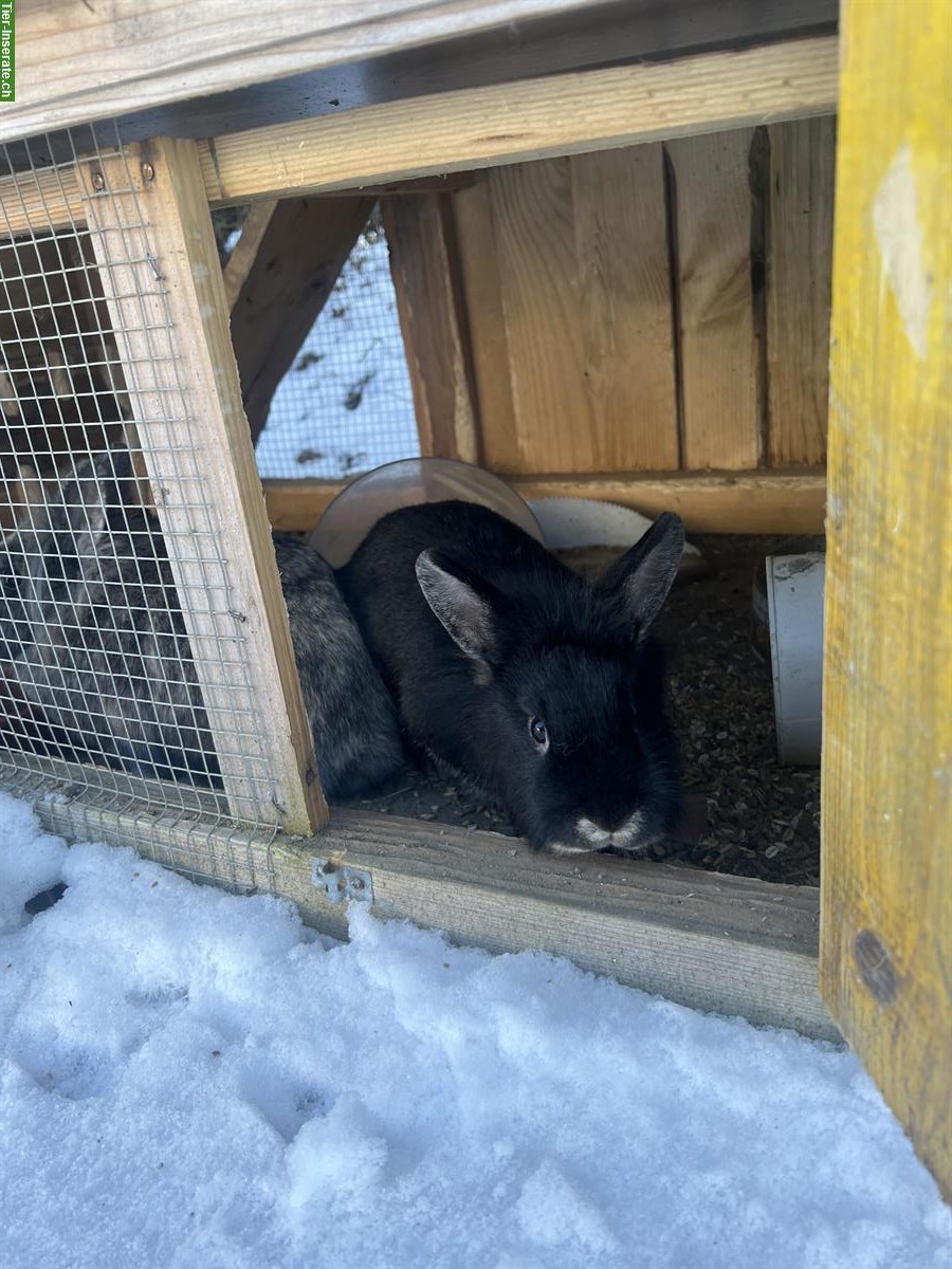 Bild 2: 2 junge Zwergkaninchen, weiblich, unkastriert