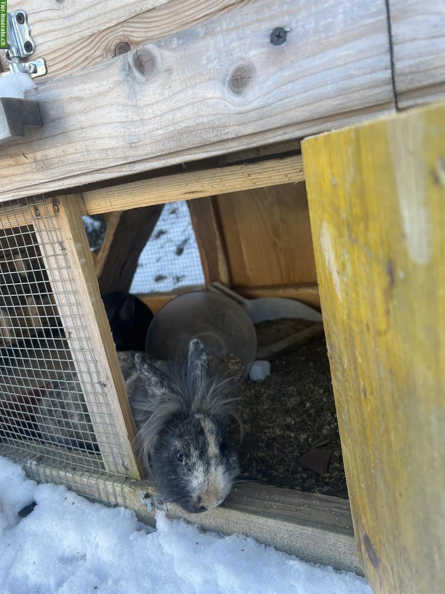 Bild 3: 2 junge Zwergkaninchen, weiblich, unkastriert