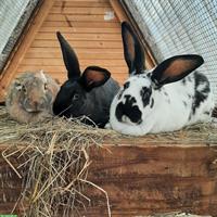 Suche kastriertes Kaninchen Männchen für Aussenhaltung