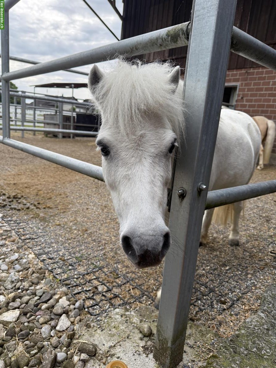 Tolle Shetty Stute 15-jährig zu verkaufen