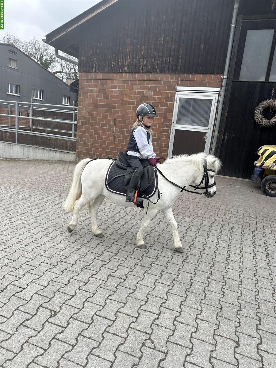 Bild 2: Tolle Shetty Stute 15-jährig zu verkaufen