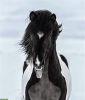 Hübscher Isländerwallach, gesund und ekzemfrei