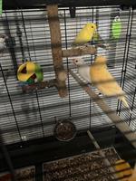 3 Prachtfinken zu verkaufen