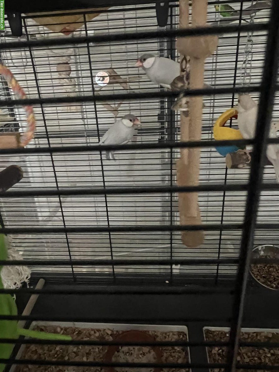 Bild 2: 3 Prachtfinken zu verkaufen